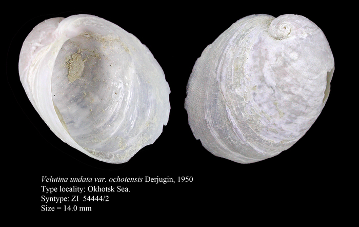 Velutina undata var. ochotensis Derjugin, 1950. Syntype Velutina undata var. ochotensis Derjugin, 1950. Syntype