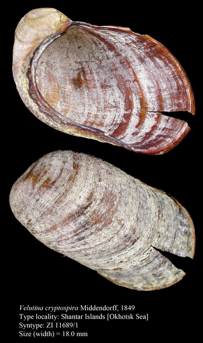 Velutina cryptospira Middendorff, 1849. Syntype Velutina cryptospira Middendorff, 1849. Syntype