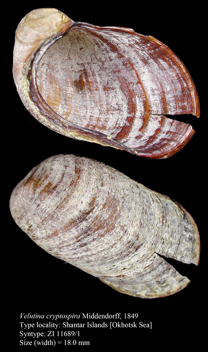 Velutina cryptospira Middendorff, 1849. Syntype