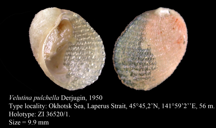 Velutina pulchella Derjugin, 1950. Holotype Velutina pulchella Derjugin, 1950. Holotype