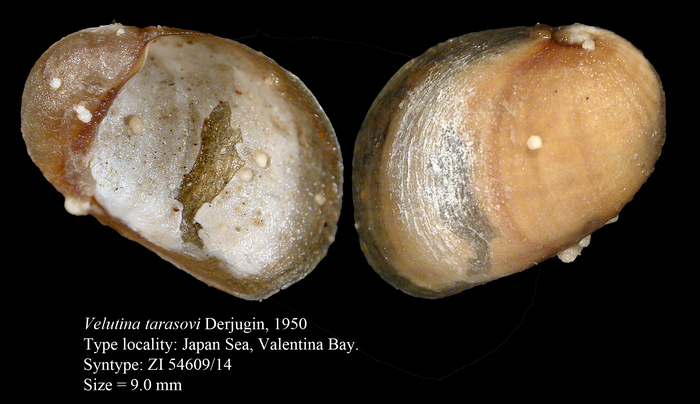 Velutina tarasovi Derjugin, 1950. Syntype Velutina tarasovi Derjugin, 1950. Syntype