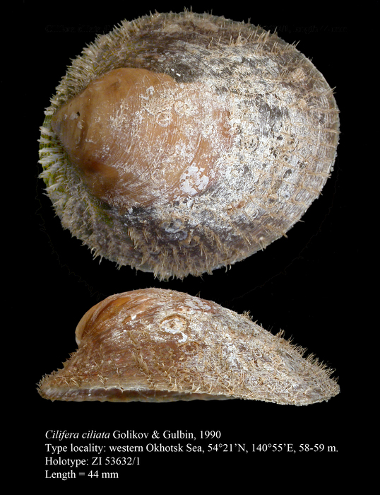 Cilifera ciliata Golikov & Gulbin, 1990. Holotype