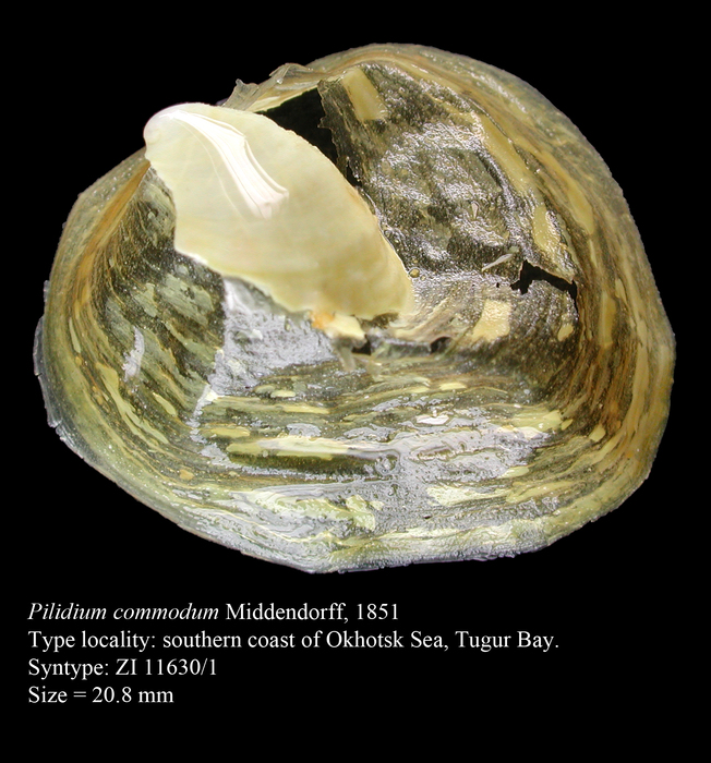 Pilidium commodum Middendorff, 1851. Syntype