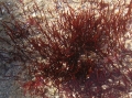 Rhodophyta (red algae)