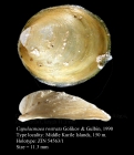 Capulacmaea rostrata Golikov & Gulbin, 1990, Holotype