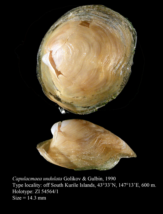 Capulacmaea undulata Golikov & Gulbin, 1990. Holotype Capulacmaea undulata Golikov & Gulbin, 1990. Holotype