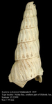 Scalaria ochotensis Middendorff, 1849. Syntype