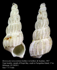 Boreoscala rarecostulata Golikov in Golikov & Scarlato, 1967. Holotype