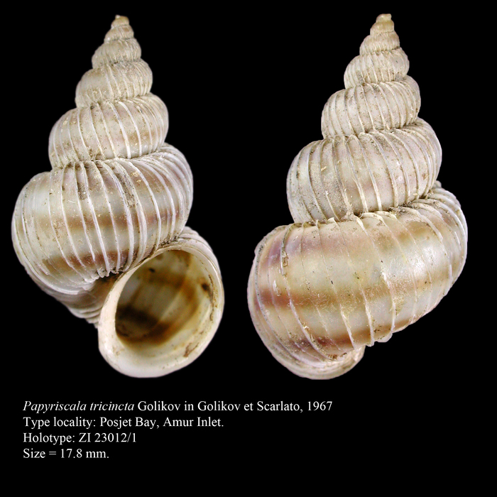 Papyriscala tricincta Golikov in Golikov et Scarlato, 1967 Holotype Papyriscala tricincta Golikov in Golikov et Scarlato, 1967 Holotype