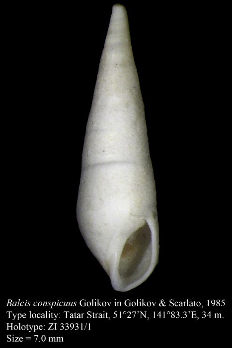 Balcis conspicuus Golikov in Golikov & Scarlato, 1985. holotype Balcis conspicuus Golikov in Golikov & Scarlato, 1985. holotype