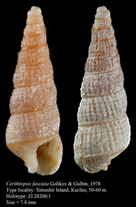 Cerithiopsis fasciata Golikov & Gulbin, 1978, holotype