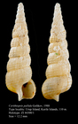 Cerithiopsis pallida Golikov, 1988. Holotype