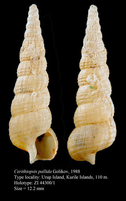 Cerithiopsis pallida Golikov, 1988. Holotype