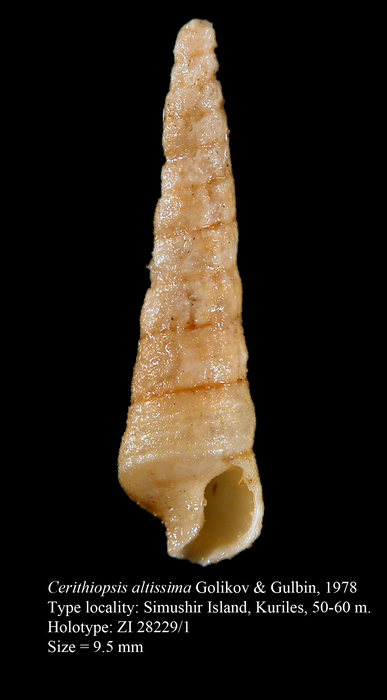 Cerithiopsis altissima Golikov & Gulbin, 1978. Holotype