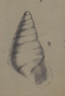 Rissoa conica L. Périer, 1867 [pp. 10-11; plate I, fig. 4]