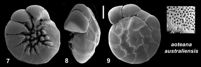 Ammonia aoteana australiensis Hayward and Holzman, 2021 Holotype