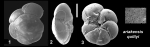 Ammonia ariakensis quiltyi Hayward and Holzmann, 2021 Holotype