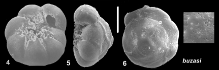 Ammonia buzasi Hayward and Holzmann, 2021 Holotype