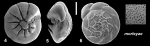 Ammonia morleyae Hayward and Holzman, 2021 Holotype