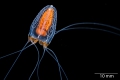 Hydrozoa (hydroids)