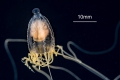 Hydrozoa (hydroids)