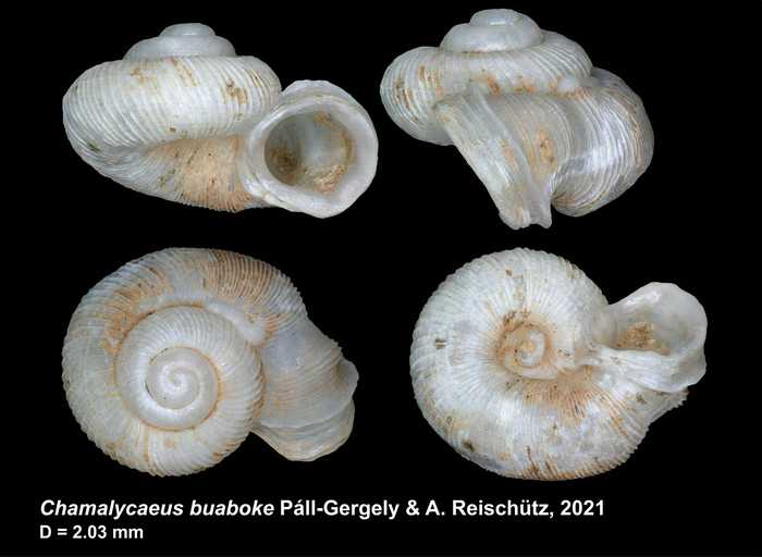 Chamalycaeus buaboke Páll-Gergely & A. Reischütz, 2021 Chamalycaeus buaboke Páll-Gergely & A. Reischütz, 2021