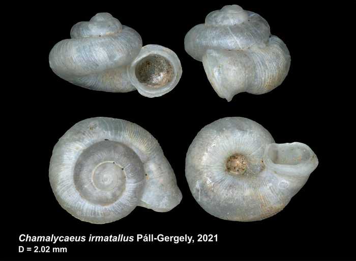 Chamalycaeus irmatallus Páll-Gergely, 2021