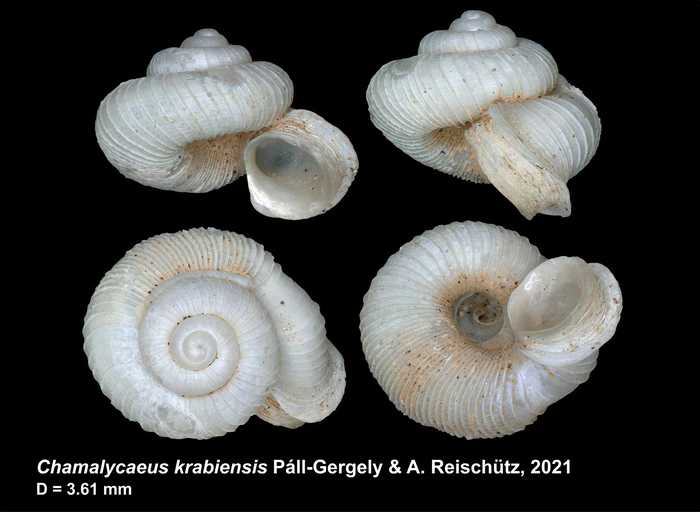 Chamalycaeus krabiensis Páll-Gergely & A. Reischütz, 2021