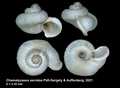 Mollusca (molluscs)