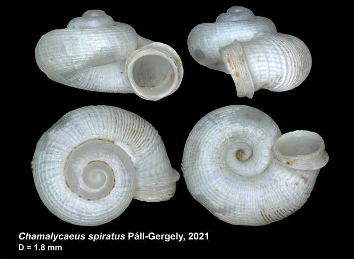 Chamalycaeus spiratus Páll-Gergely, 2021