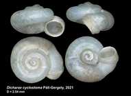 Dicharax cyclostoma Páll-Gergely, 2021