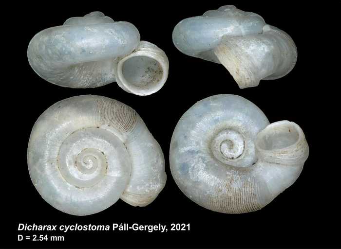 Dicharax cyclostoma Páll-Gergely, 2021
