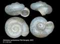 Mollusca (molluscs)