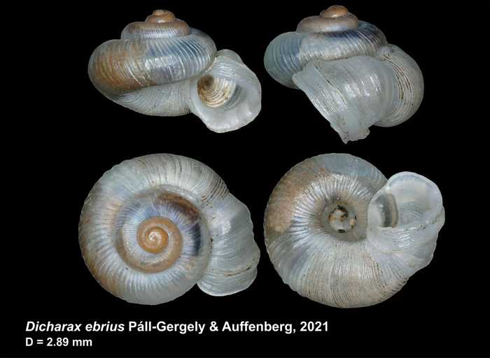 Dicharax ebrius Páll-Gergely & Auffenberg, 2021 Dicharax ebrius Páll-Gergely & Auffenberg, 2021