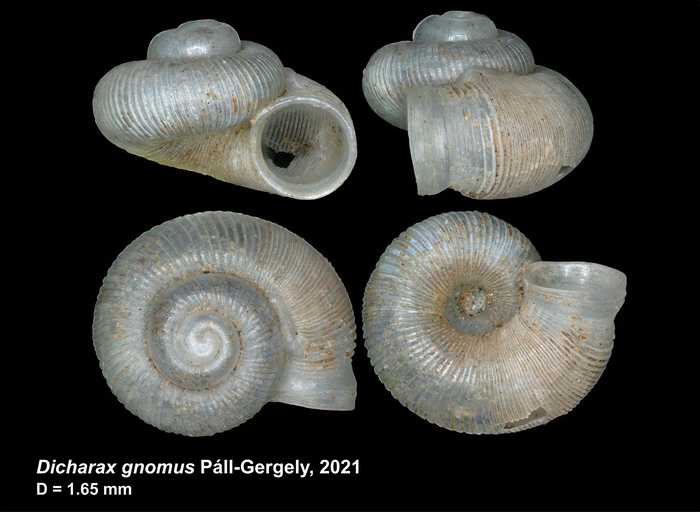 Dicharax gnomus Páll-Gergely, 2021
