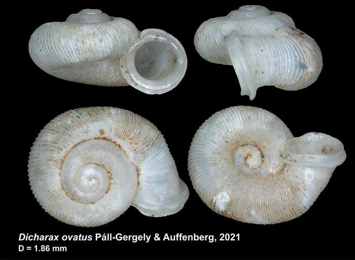 Dicharax ovatus Páll-Gergely & Auffenberg, 2021
