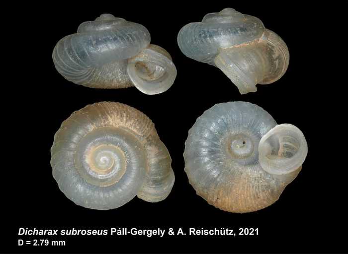 Dicharax subroseus Páll-Gergely, 2021