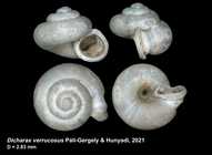 Dicharax verrucosus Páll-Gergely & Hunyadi, 2021