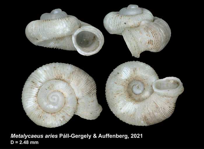 Metalycaeus aries Páll-Gergely & Auffenberg, 2021