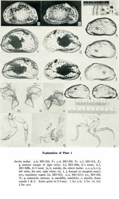 Aurila inabai Okubo, 1976 from the orignial description