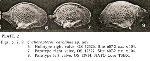 Cytheropteron carolinae Whatley & Coles, 1987 from the original description