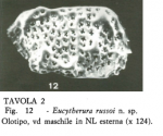 Eucytherura russoi Aruta, 1983 from the original description