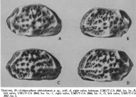  Schizocythere okhotskensis Hanai, 1970 from the original description