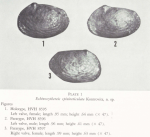 Echinocythereis spinireticulata Kontrovitz, 1971 from the original description