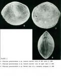 Polycopidae