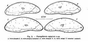 Paracytherois agigensis Caraion, 1963 from the original description