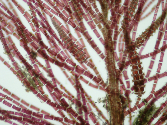 Dasya ocellata Dasya ocellata