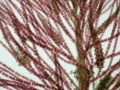 Rhodophyta (red algae)