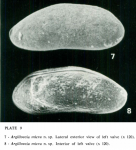 Argilloecia micra Bonaduce, Ciampo & Masoli, 1976 from the original description