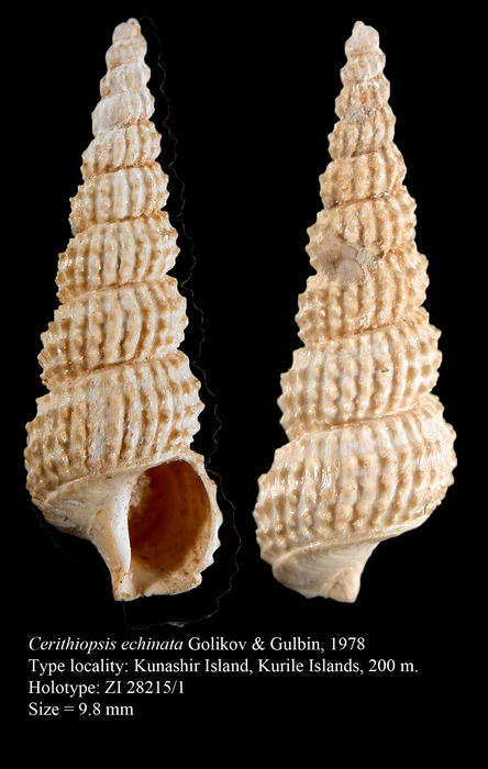 Cerithiopsis echinata Golikov & Gulbin, 1978, Holotype